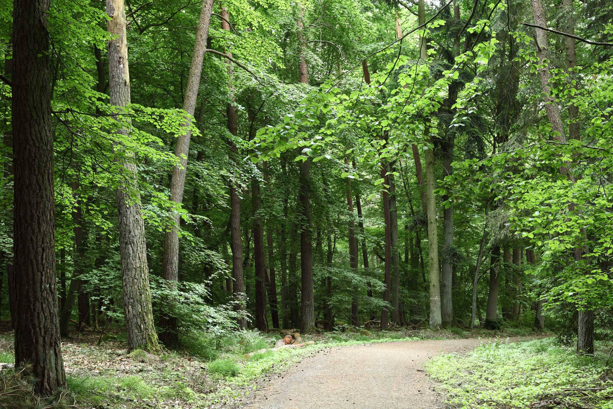 Canon EOS 5D Mark II + Canon EF 28-80mm f/3.5-5.6 sample photo. Walkway photography