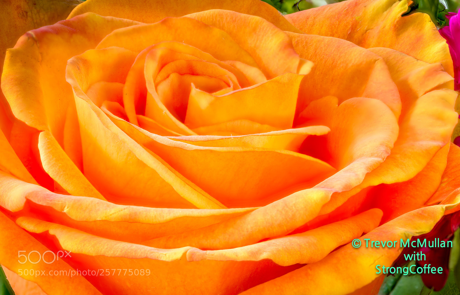 Nikon D800 sample photo. Mother's day orange rose photography