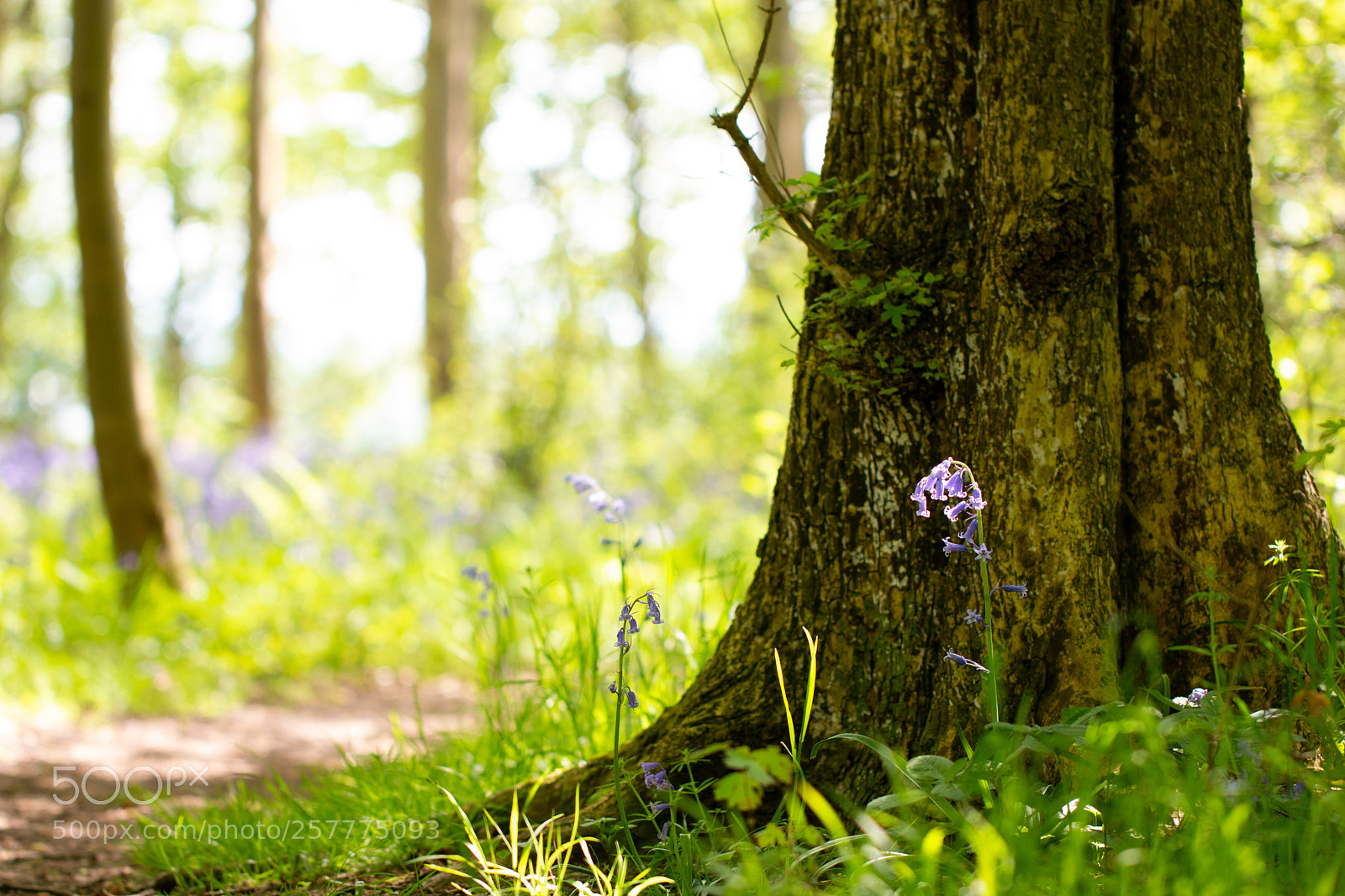 Canon EOS 70D sample photo. Sunlit bluebell photography
