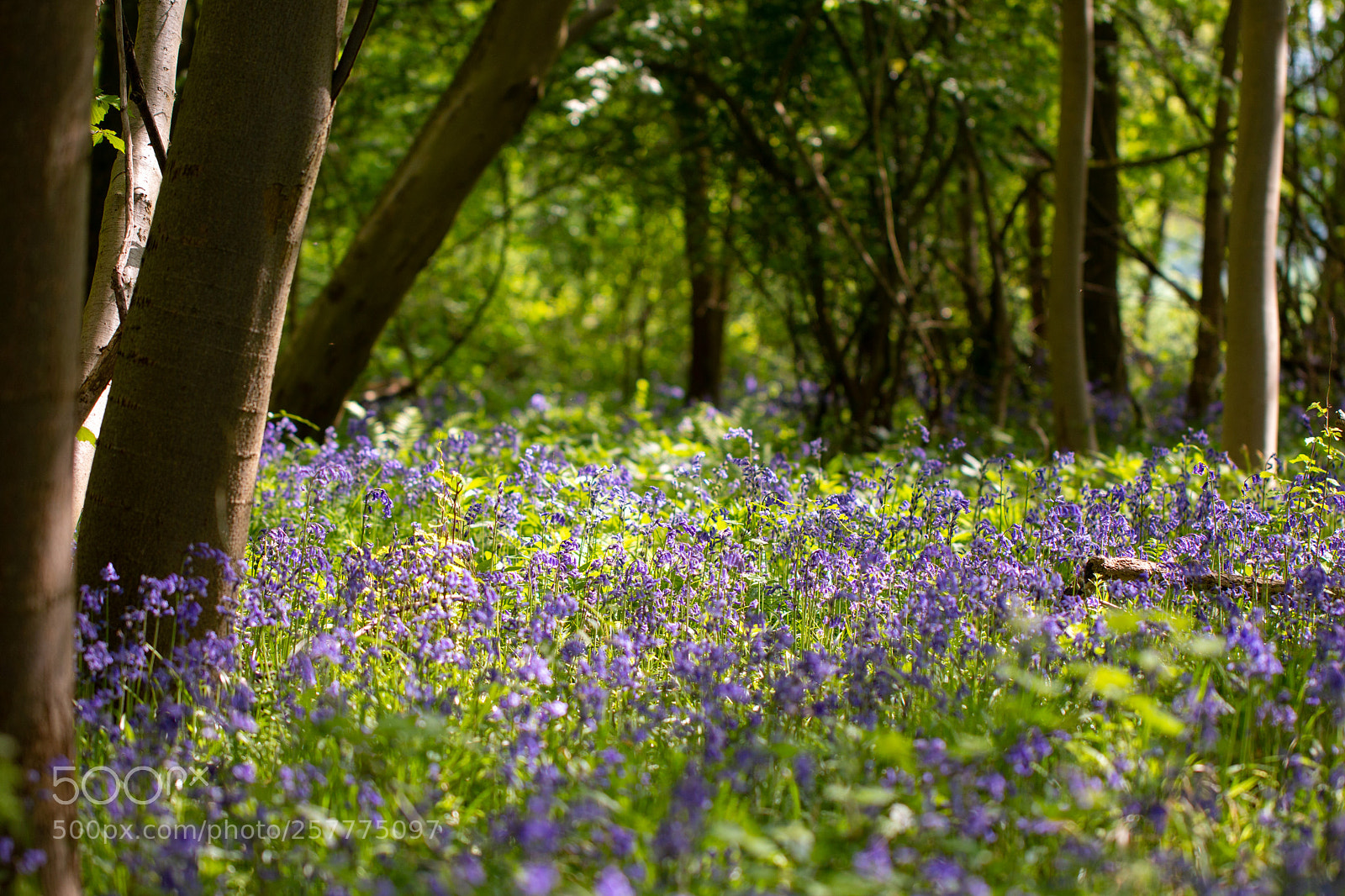 Canon EOS 70D sample photo. Bluebells photography