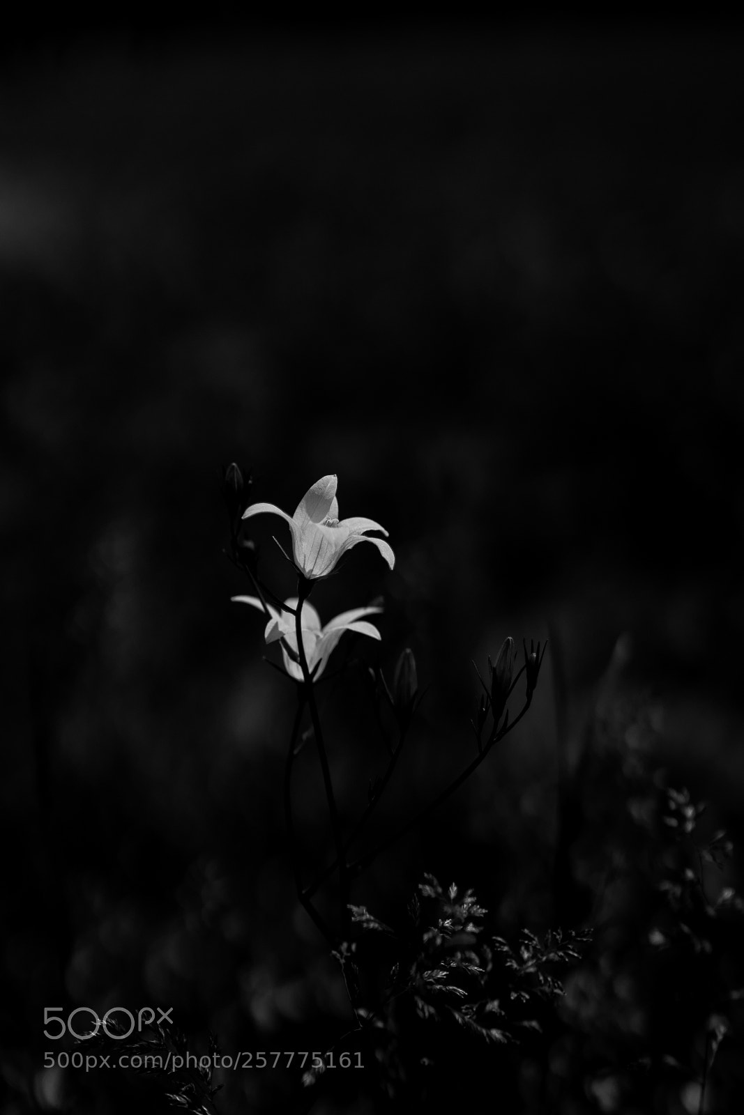 Sony a7 sample photo. Let me hold your photography