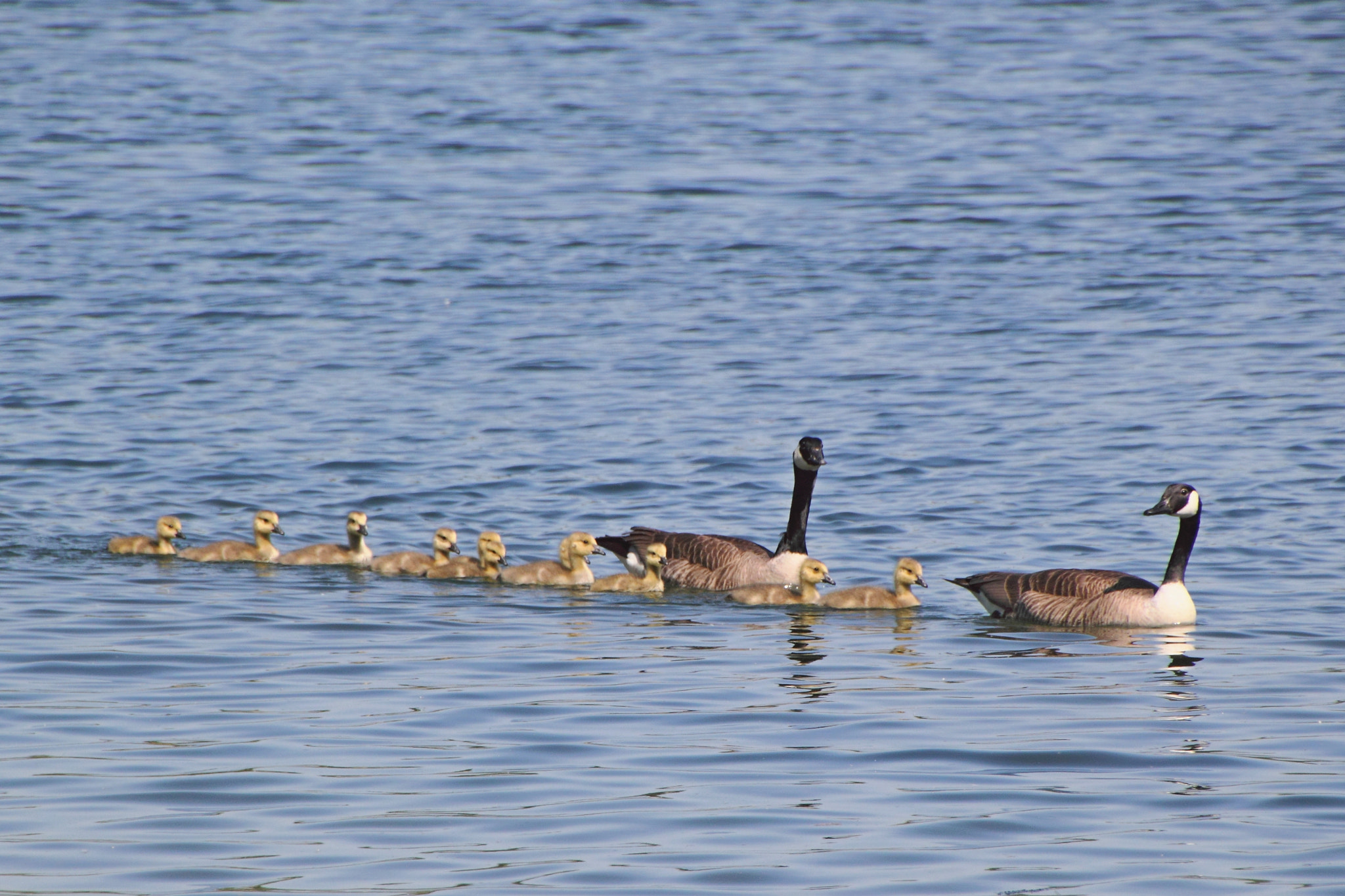 Canon 18-270mm sample photo. All the family photography