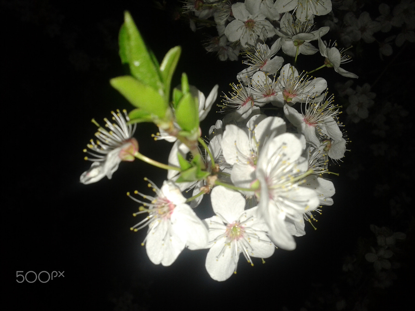 Samsung GT-S5610 sample photo. Night cherry / ветка вишни в темноте photography