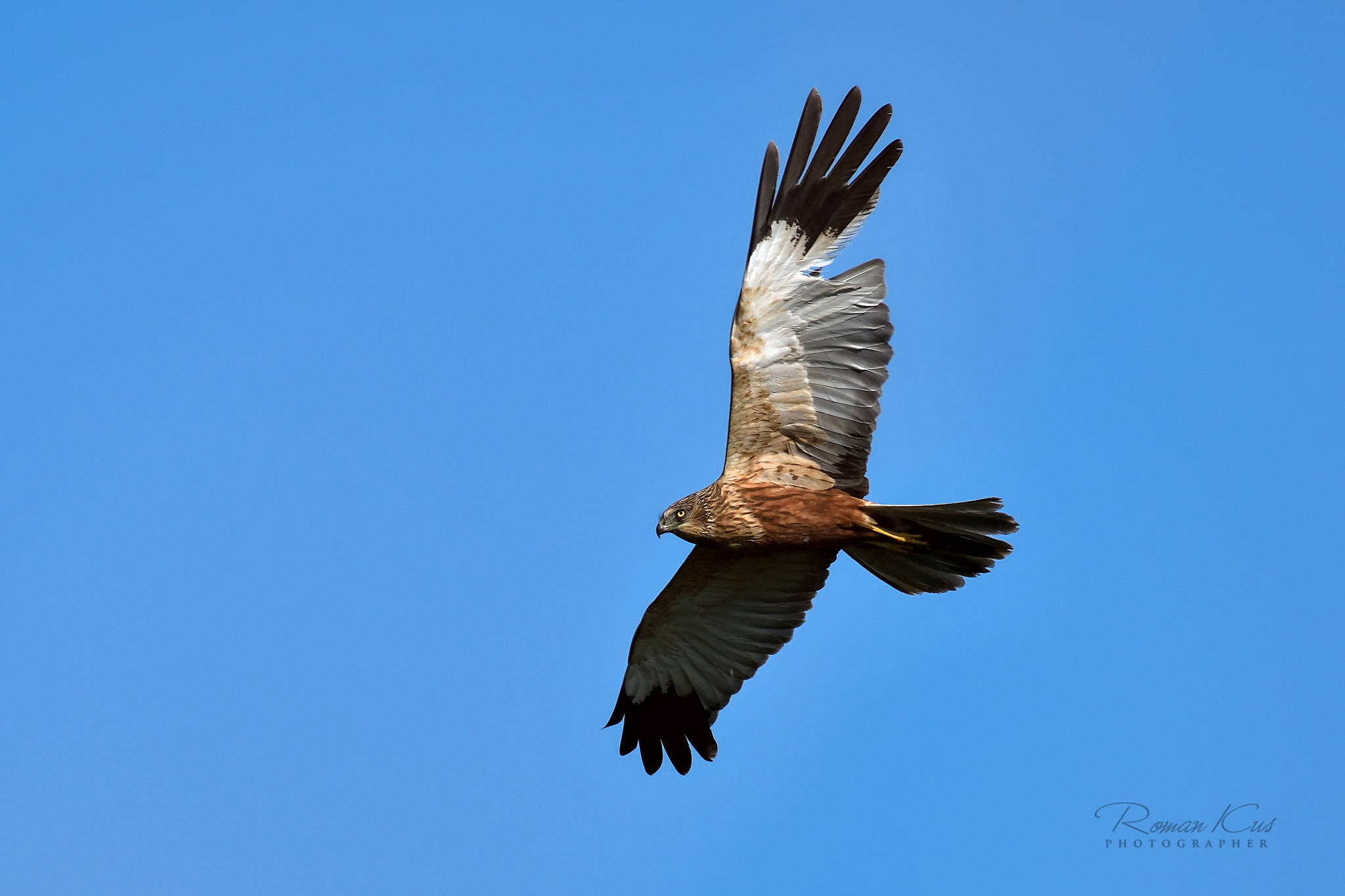 Nikon AF-S Nikkor 200-500mm F5.6E ED VR sample photo. Luňák červený photography