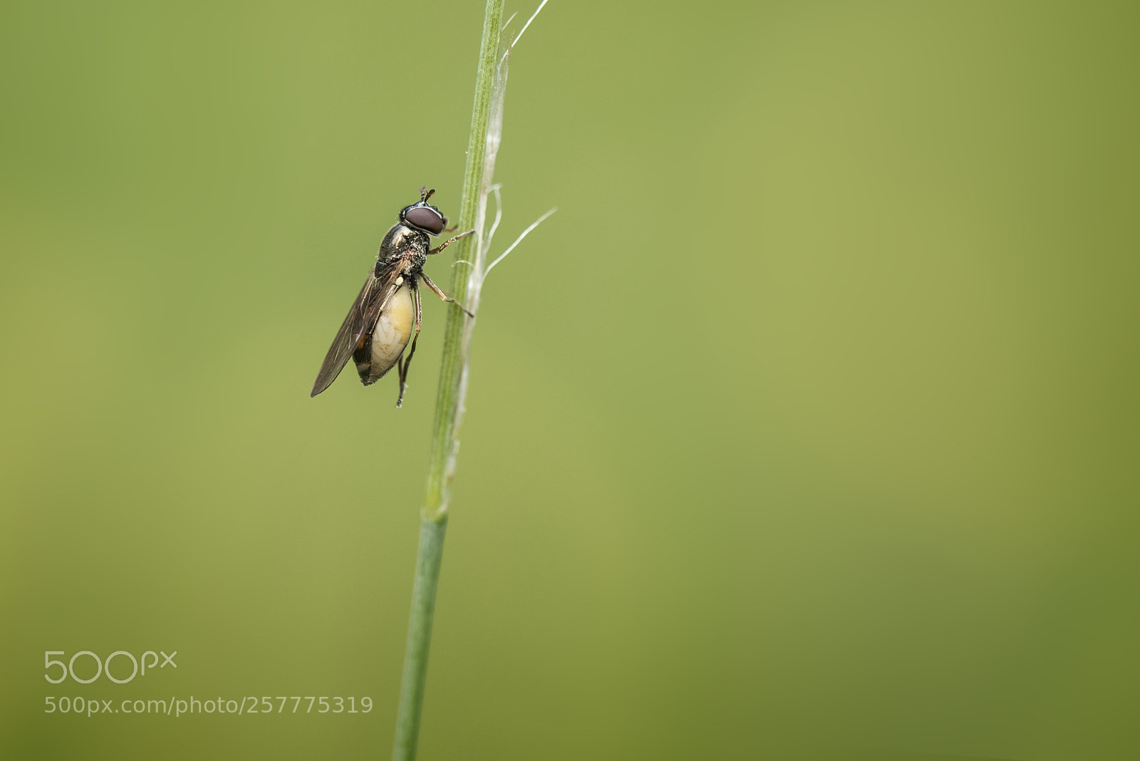 Nikon D610 sample photo. Fliege kurz vor der photography