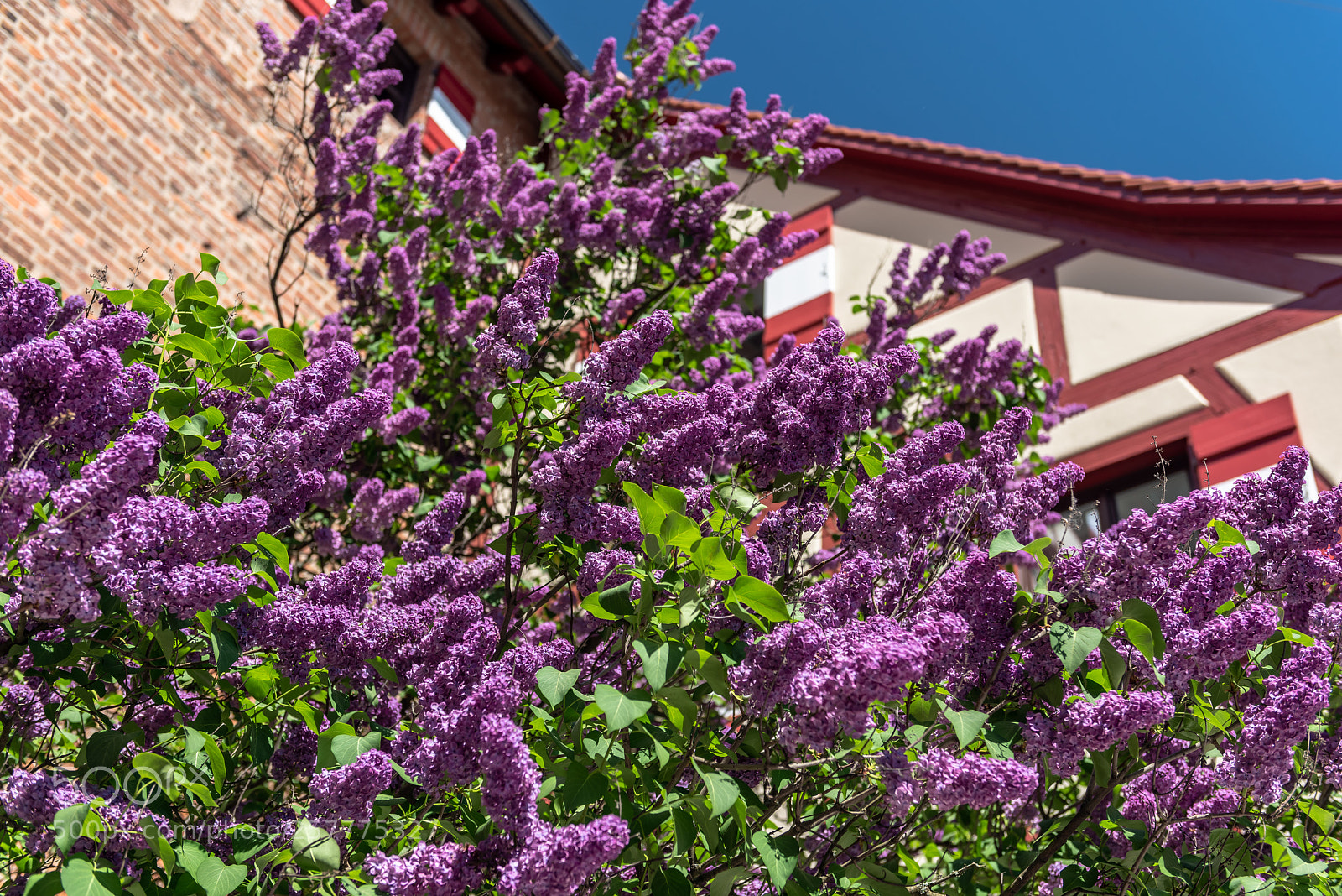 Nikon D810 sample photo. Lilac photography