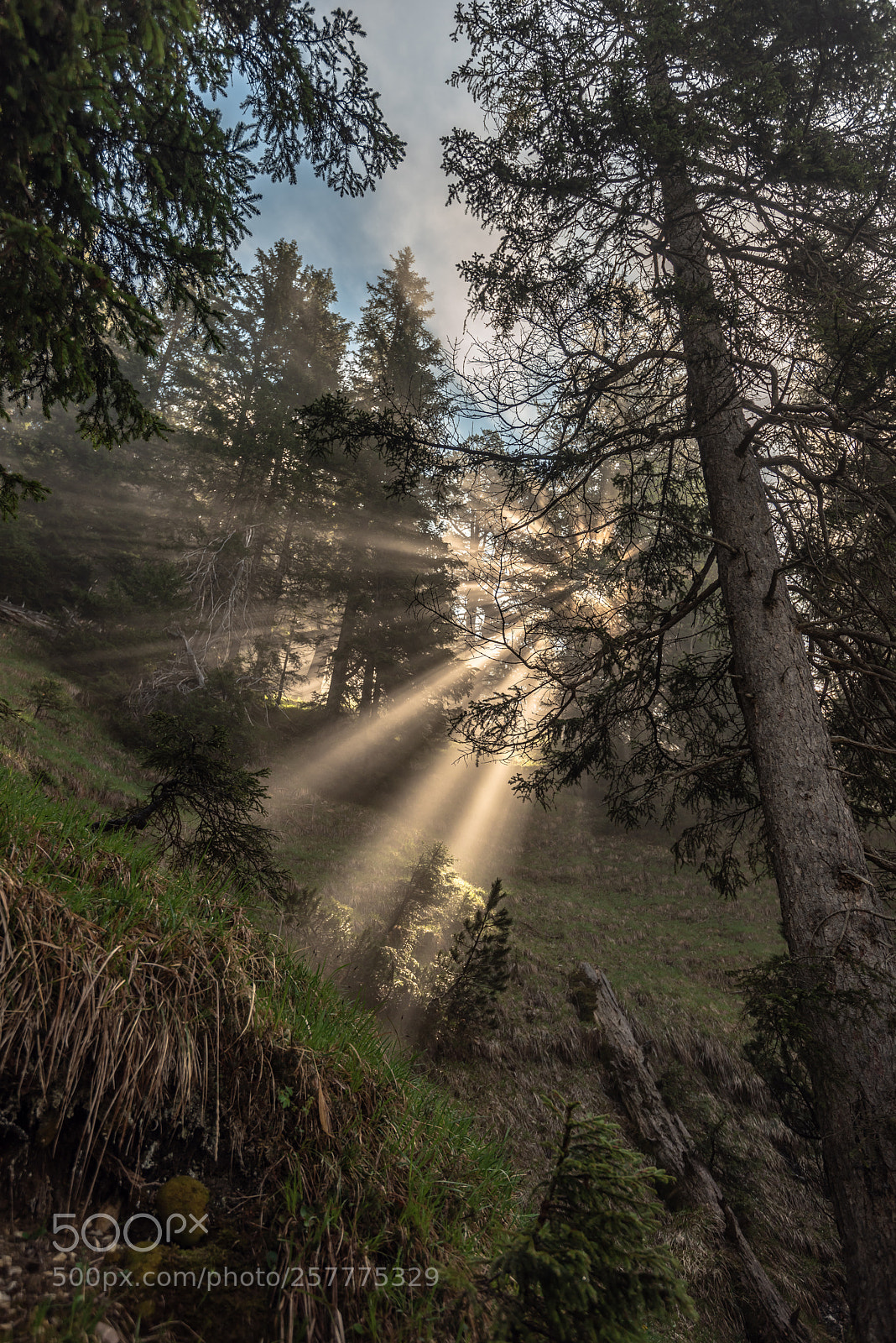 Nikon D810 sample photo. Sunrays photography