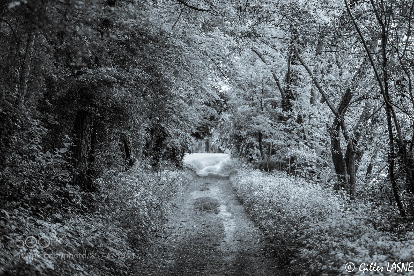Nikon D750 sample photo. Untitled photography
