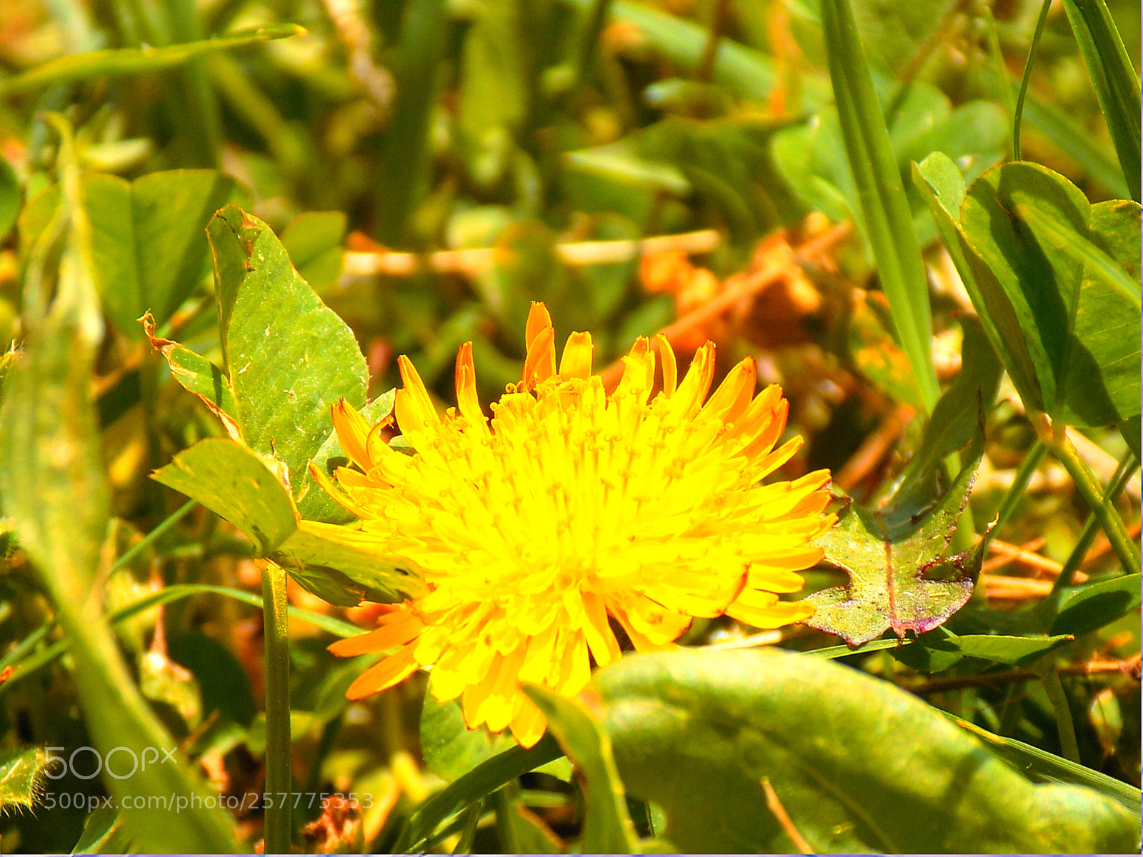 Nikon COOLPIX L330 sample photo. Dandelion# 2 photography
