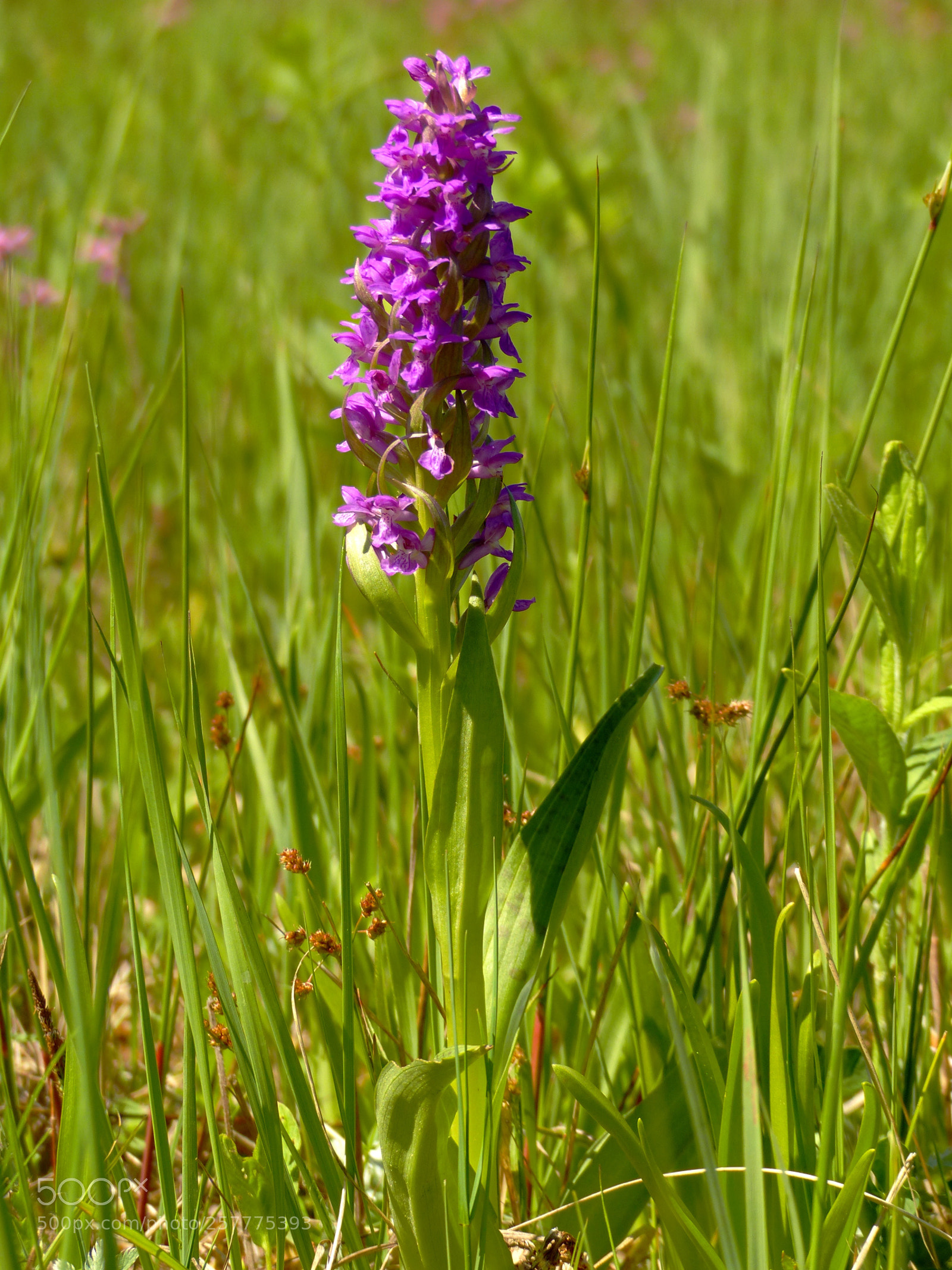 Panasonic Lumix DMC-FZ200 sample photo. Orchis majalis photography