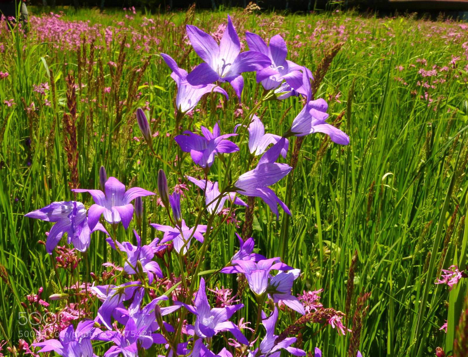 Panasonic Lumix DMC-FZ200 sample photo. Untitled photography