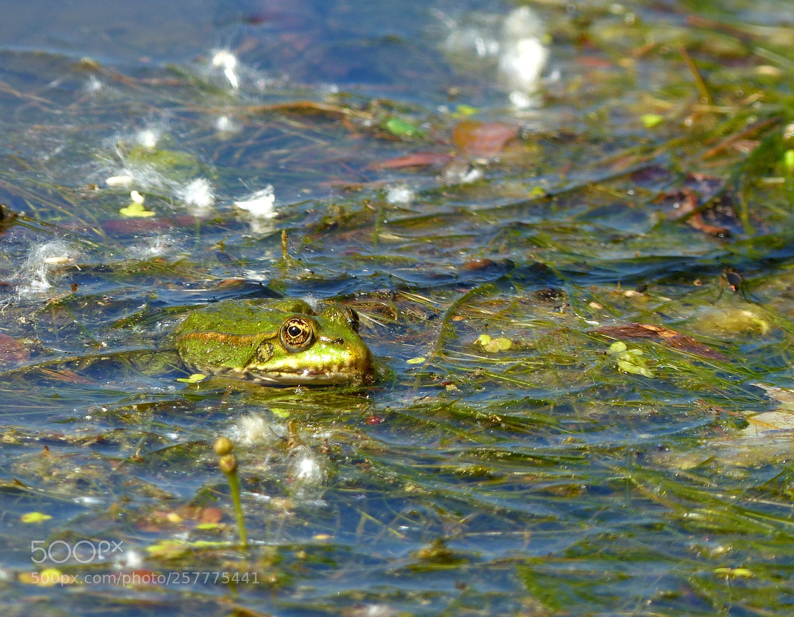 Panasonic Lumix DMC-FZ200 sample photo. Untitled photography