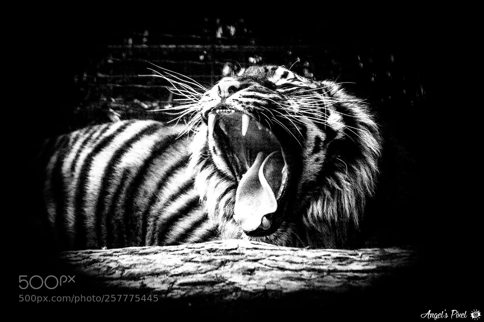 Nikon D7100 sample photo. La langue du tigre photography