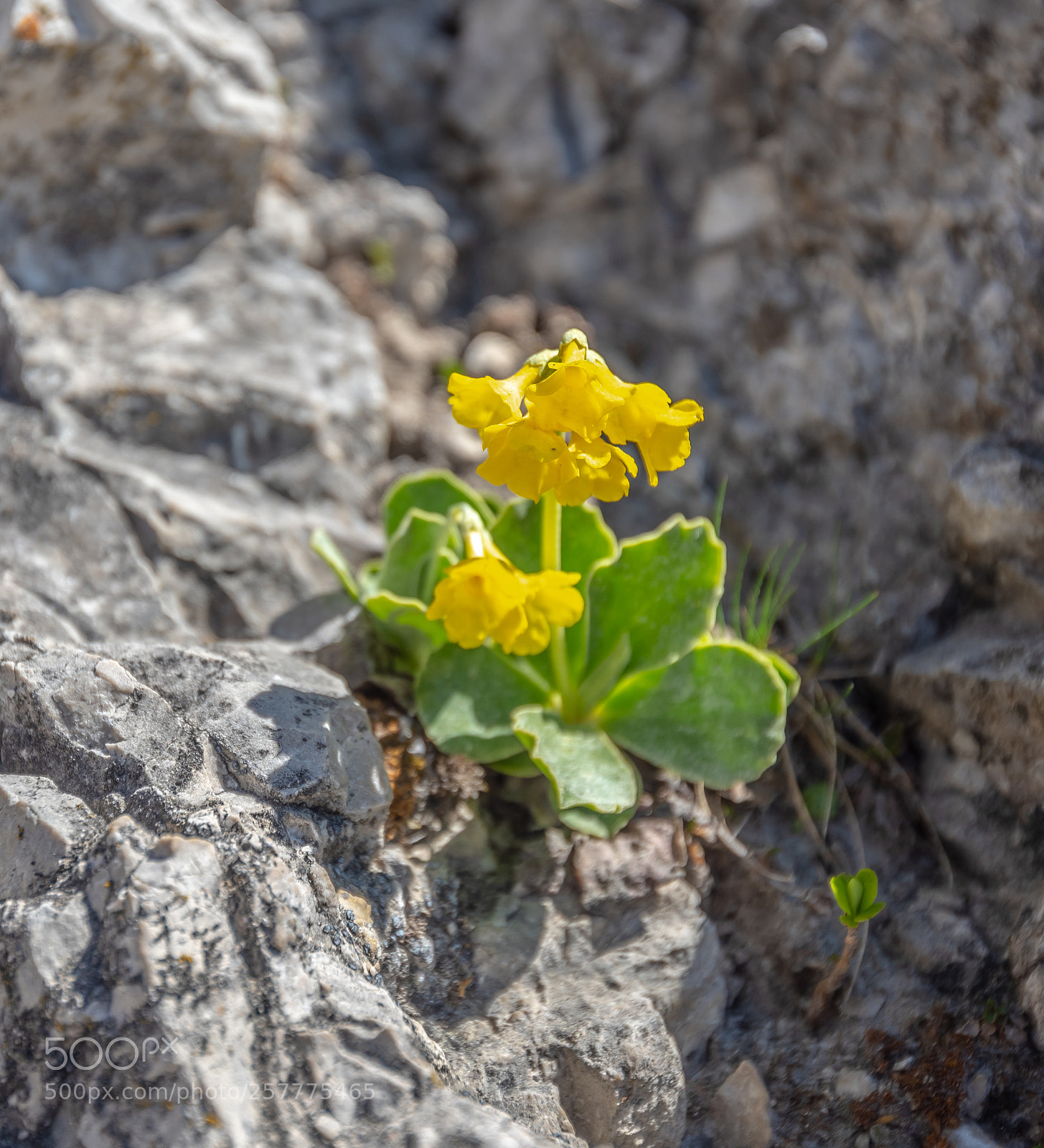 Nikon D810 sample photo. Stoneflower photography