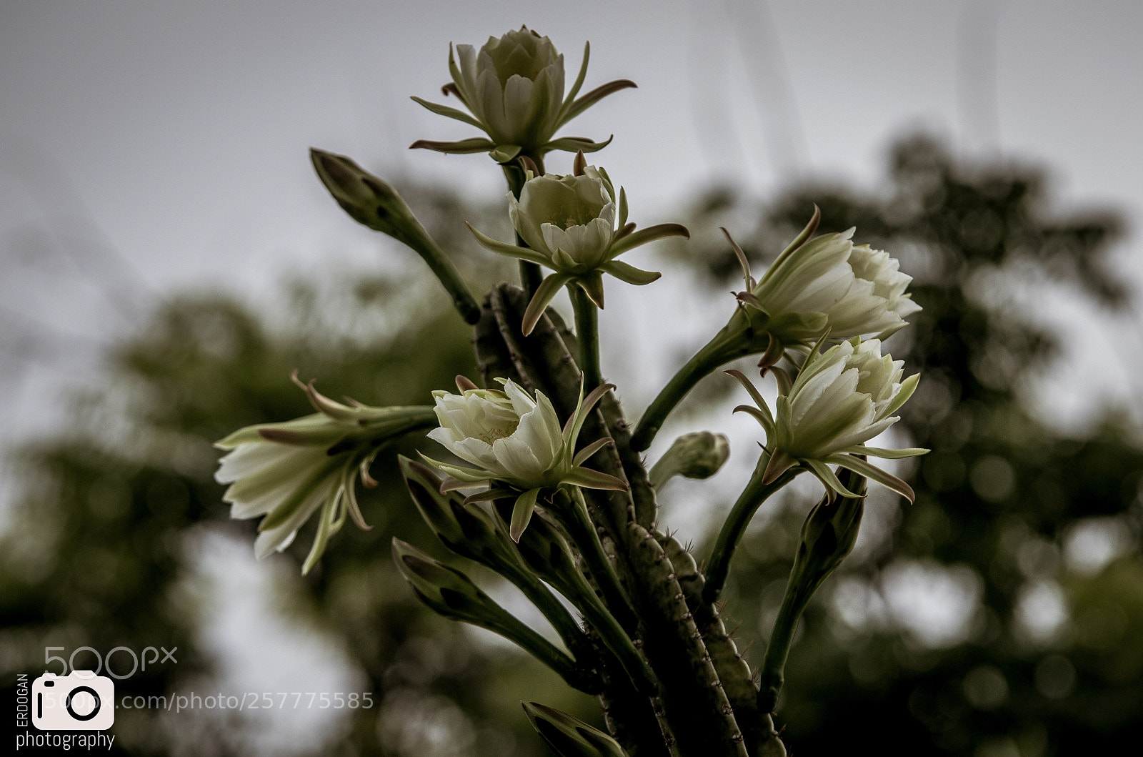 Pentax K-30 sample photo. Cactus flower photography