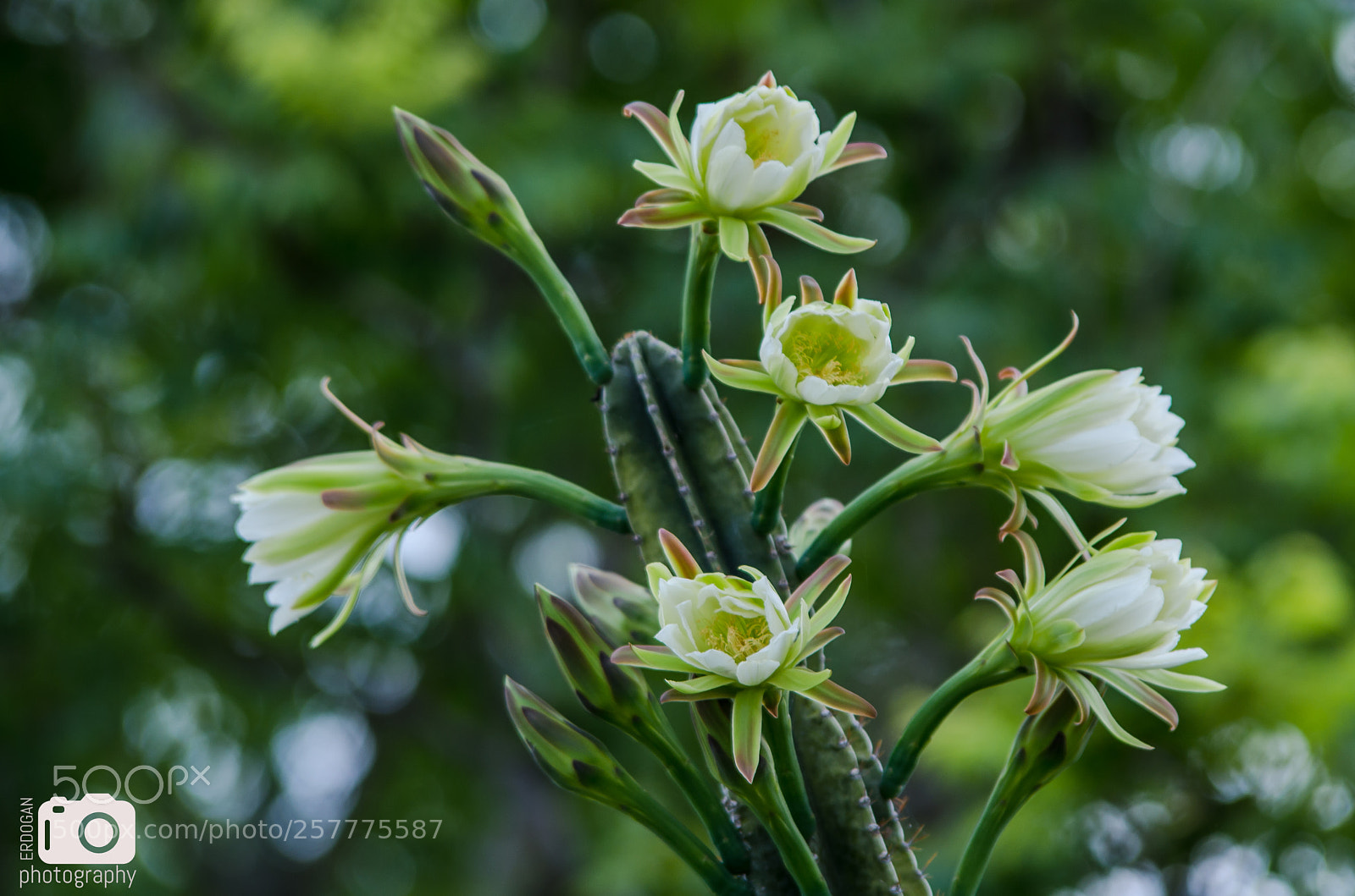 Pentax K-30 sample photo. Cactus flower photography