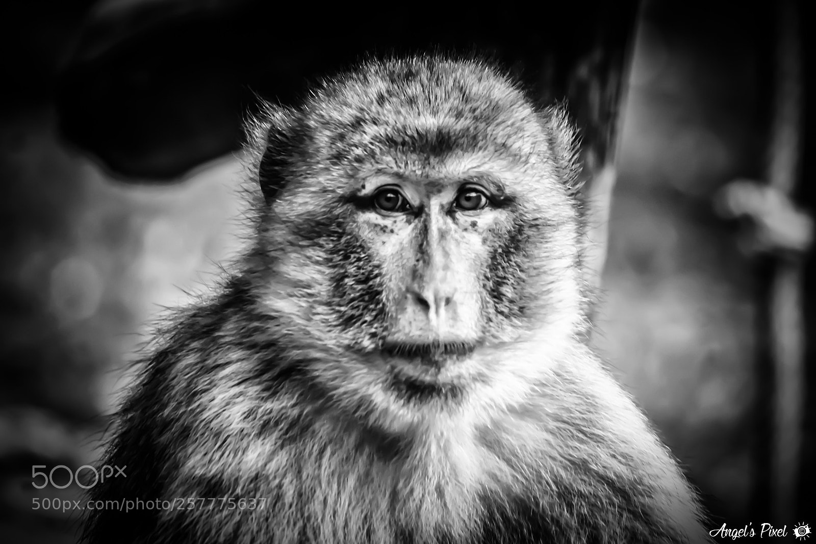 Nikon D7100 sample photo. Singe - monkey photography