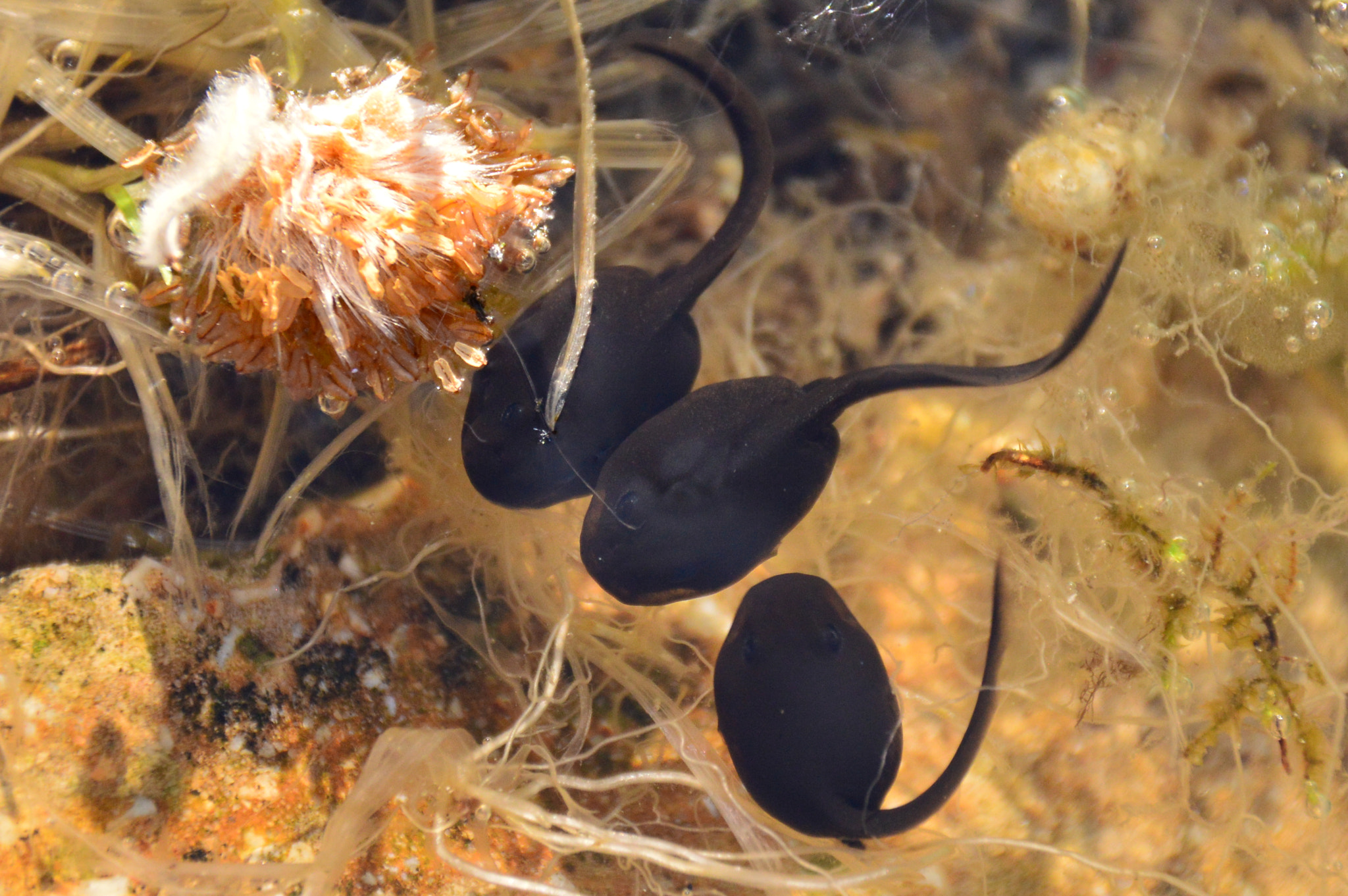 Nikon D3200 + Sigma 18-250mm F3.5-6.3 DC Macro OS HSM sample photo. Tadpoles  having a meeting photography