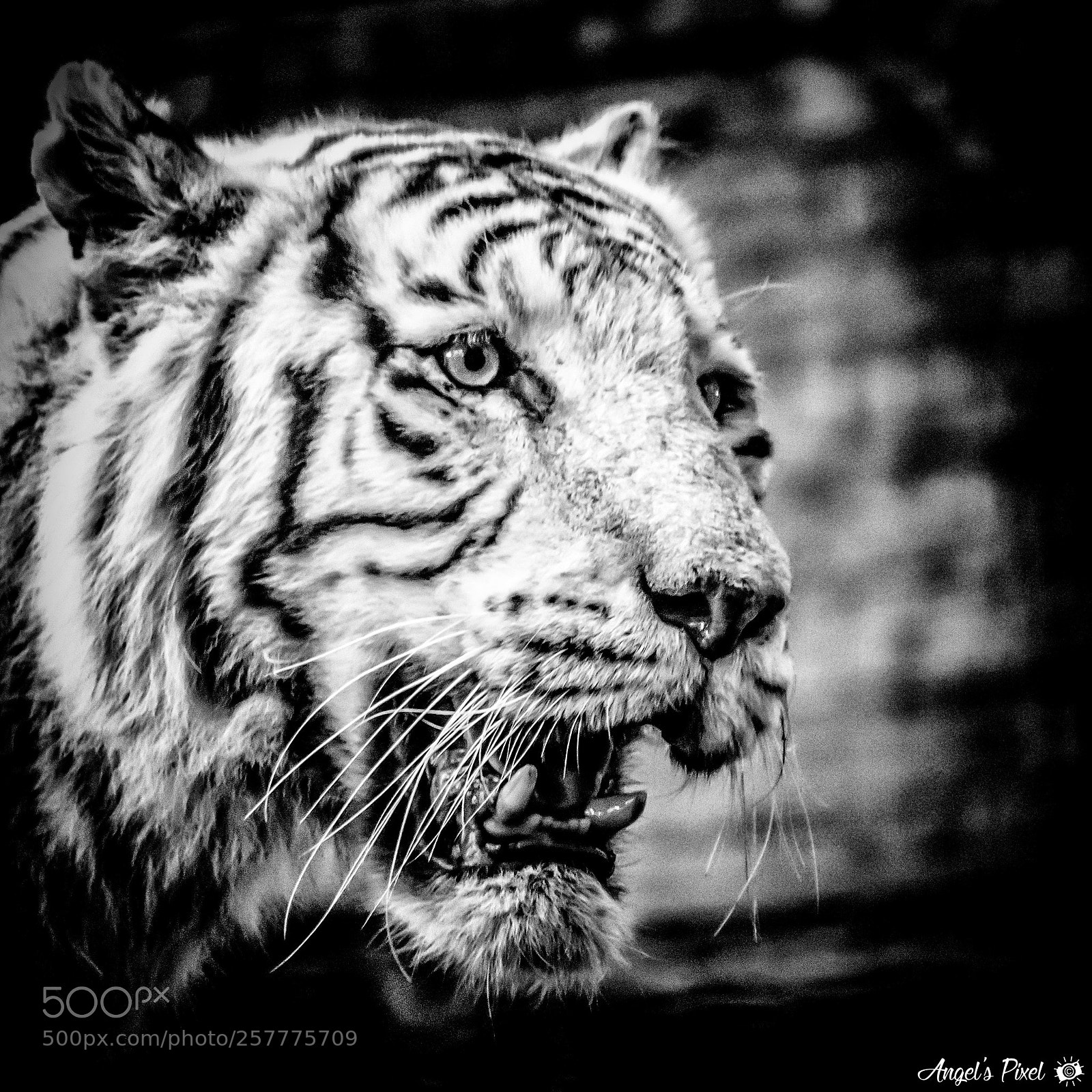 Nikon D7100 sample photo. Les dents du tigre photography