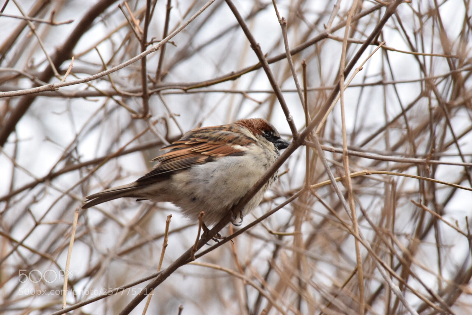 Nikon D3300 sample photo. Incognito...almost photography