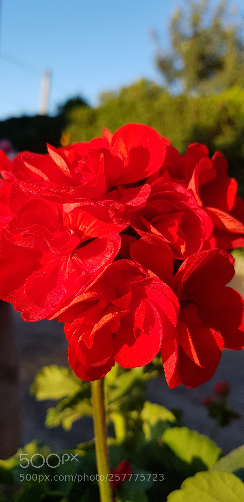 Samsung Galaxy S8 sample photo. The flower photography
