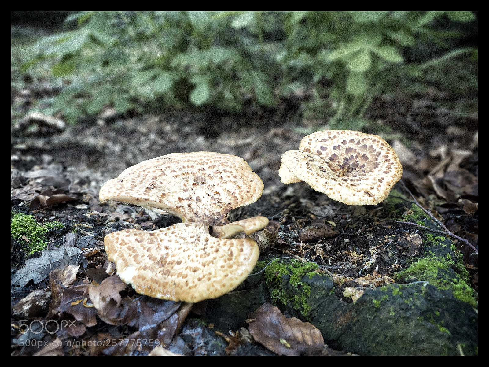 Olympus OM-D E-M5 II sample photo. Wild shrooms photography