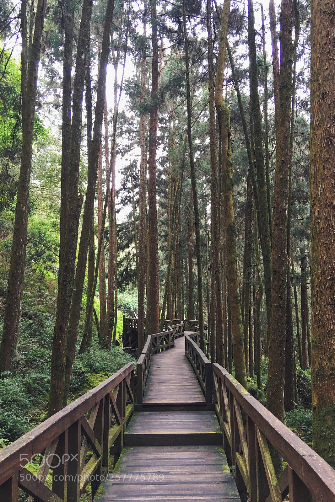 Apple iPhone 6s Plus sample photo. Alishan,taiwan photography