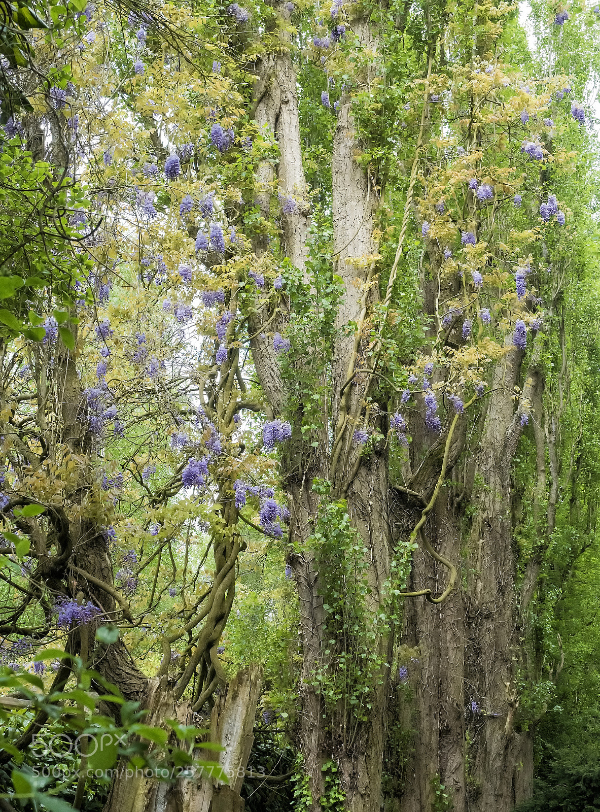 Olympus OM-D E-M5 II sample photo. Wisteria woods photography