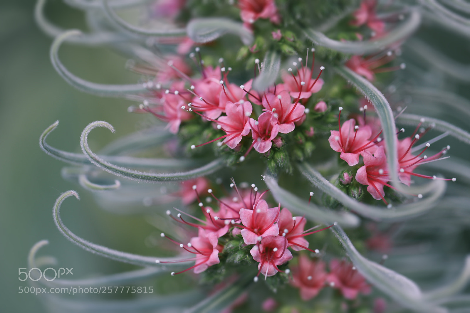 Canon EOS 5D Mark IV sample photo. Misty dreams photography