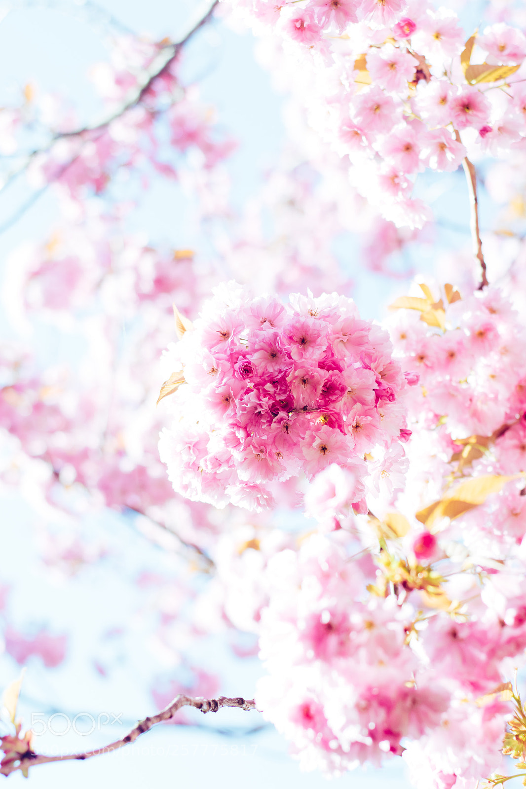 Nikon D5500 sample photo. Cherryblossom photography