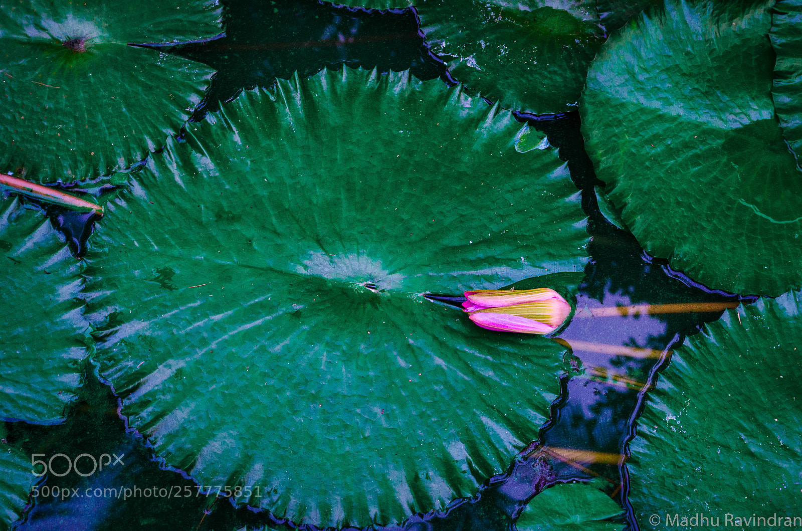 Nikon D5100 sample photo. Lotus photography