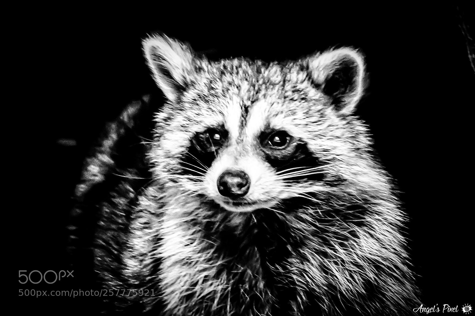Nikon D7100 sample photo. Raton laveur - raccoon photography