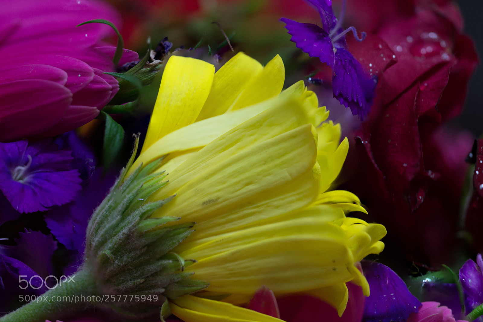 Nikon D7100 sample photo. Secret gardens photography
