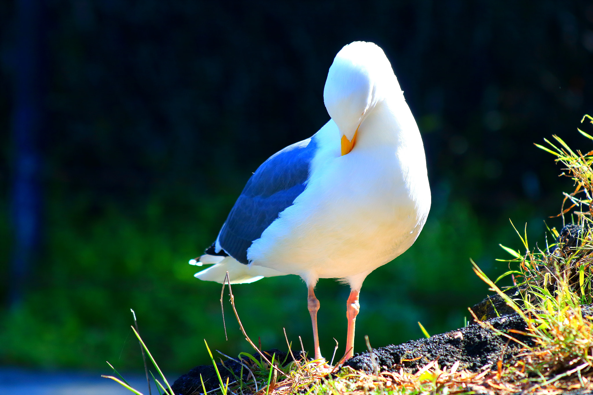 Canon EF 70-300mm F4-5.6 IS USM sample photo. I'm a lil shy!! photography