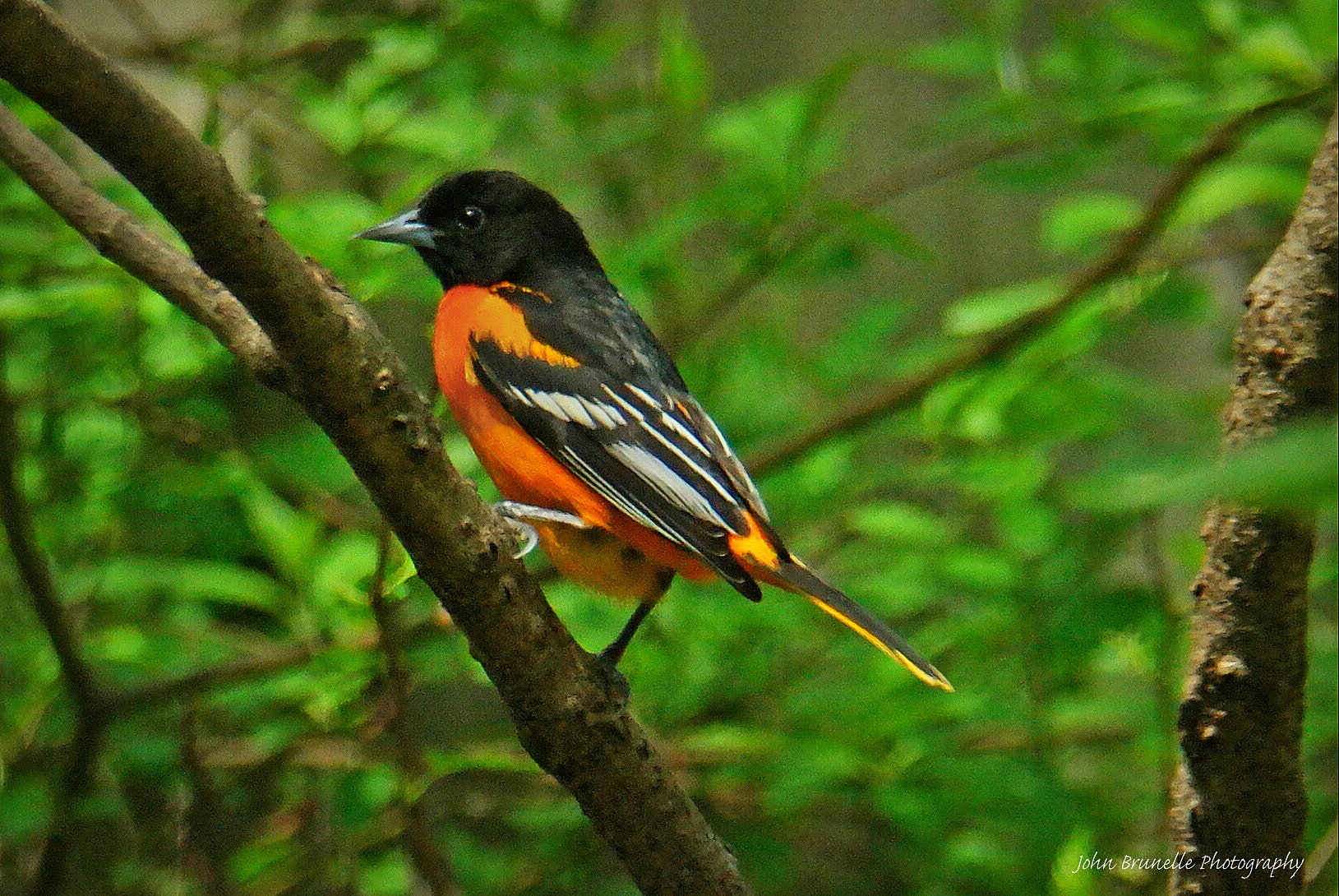 Samsung NX500 sample photo. Oriole may 13 photography