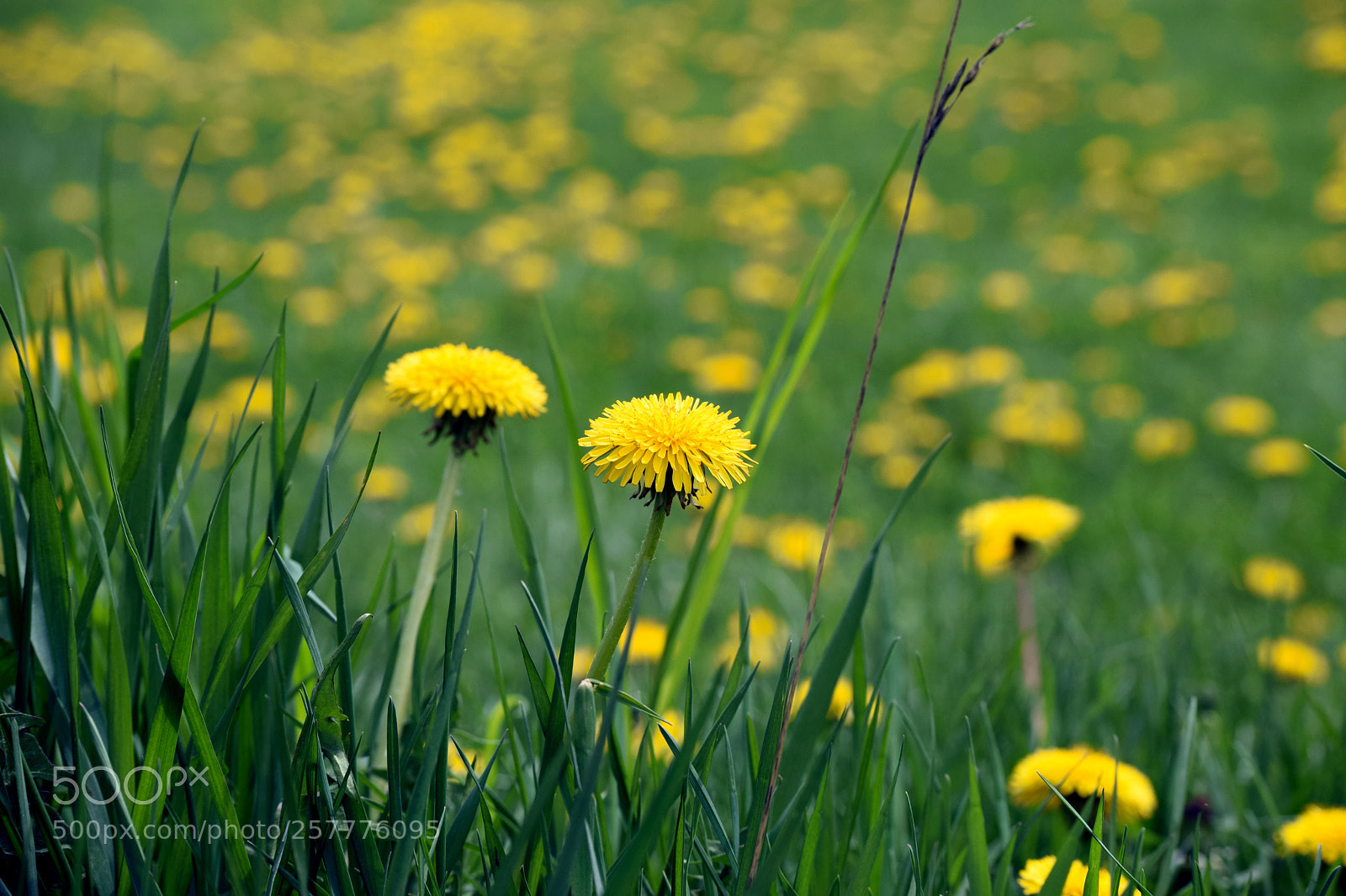 Nikon D3300 sample photo. Flowers photography