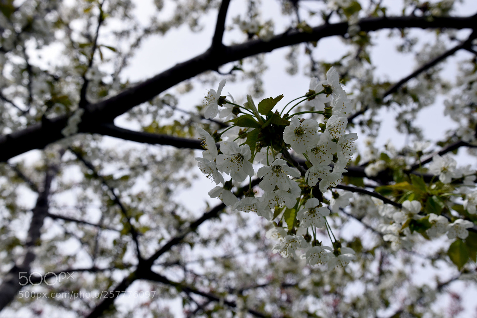 Nikon D3300 sample photo. Cherry blossom photography
