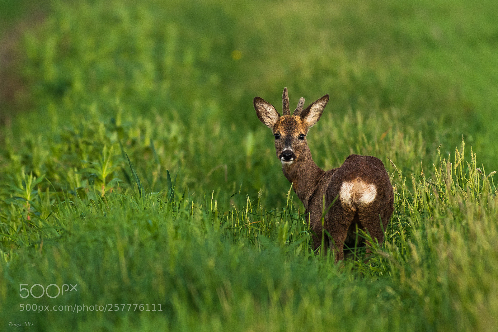 Nikon D500 sample photo. Roe deer photography