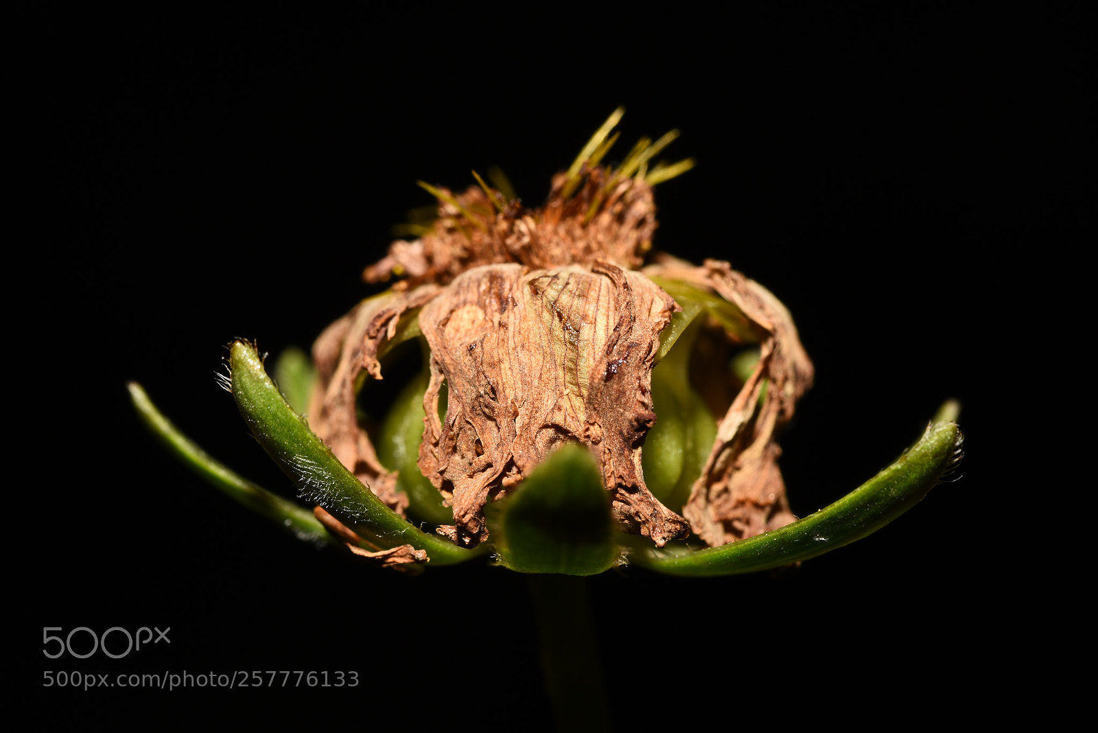 Nikon D810 sample photo. Decayed flower photography