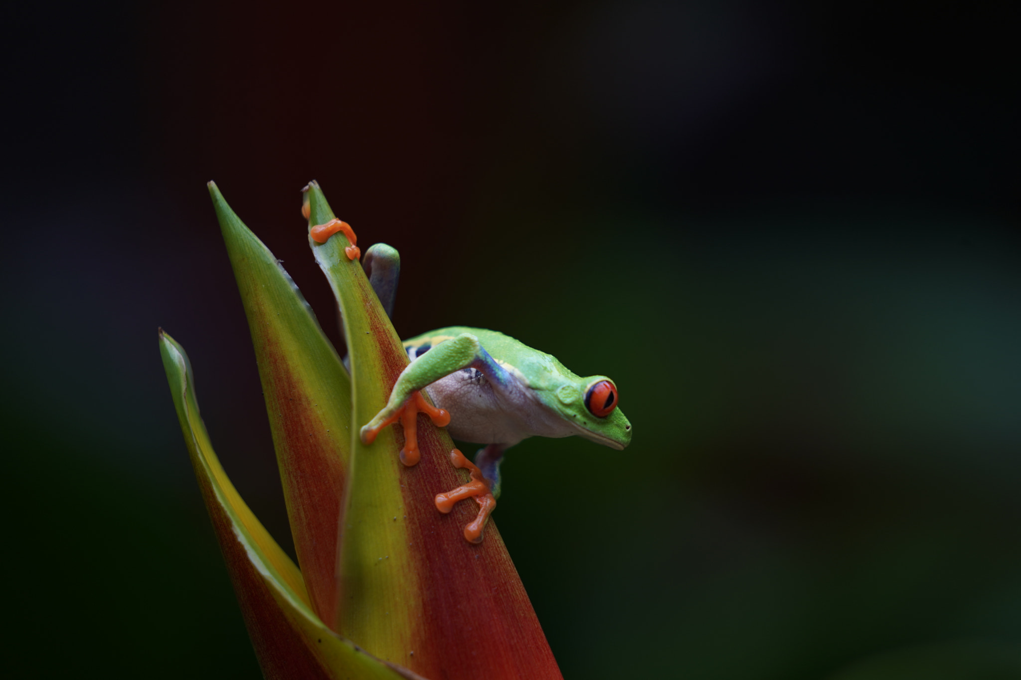 Sony FE 70-200mm F2.8 GM OSS sample photo. Rana photography