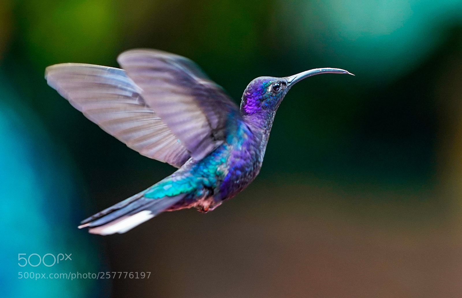 Sony a9 sample photo. Colibri photography