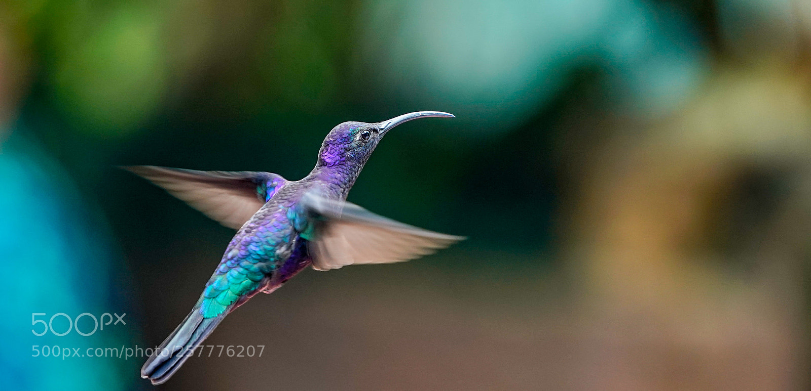 Sony a9 sample photo. Colibri photography