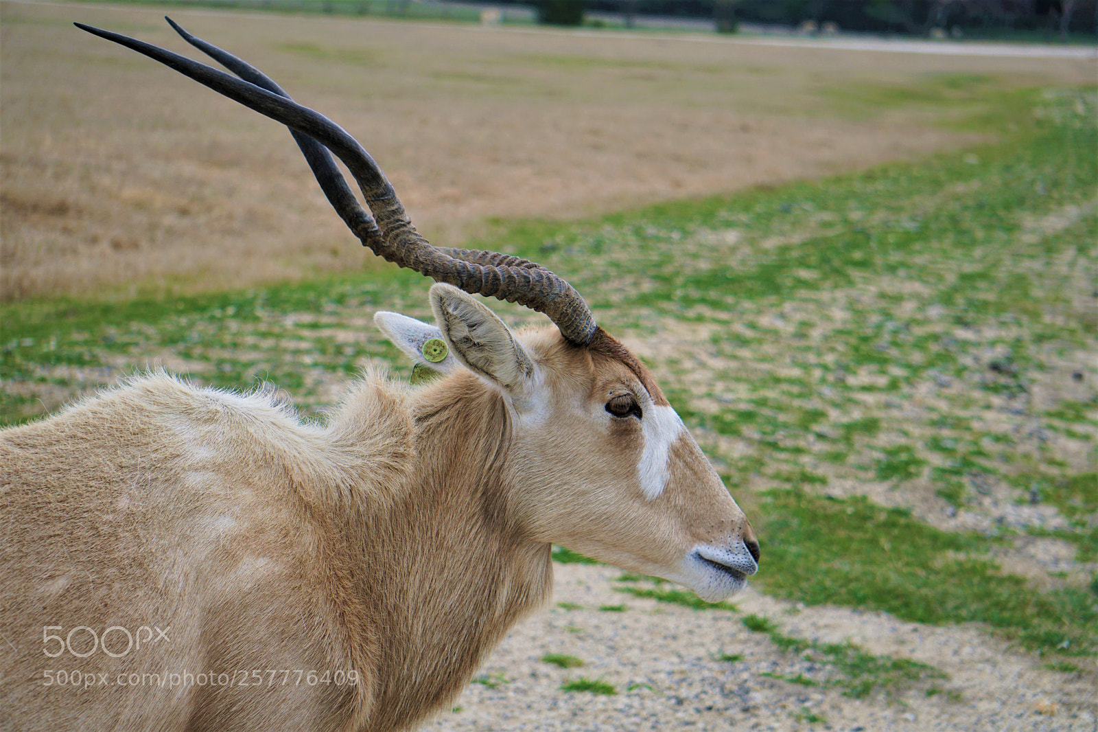 Sony a6300 sample photo. Spiral curled horns photography