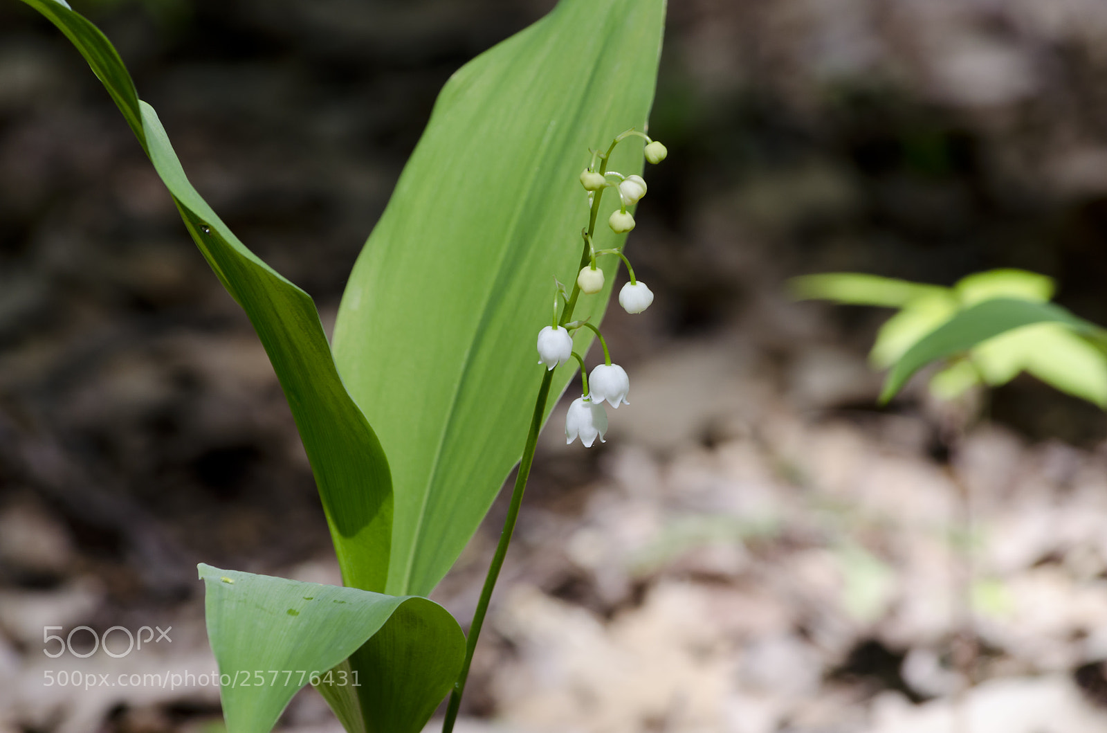 Nikon D5100 sample photo. Ландыш photography