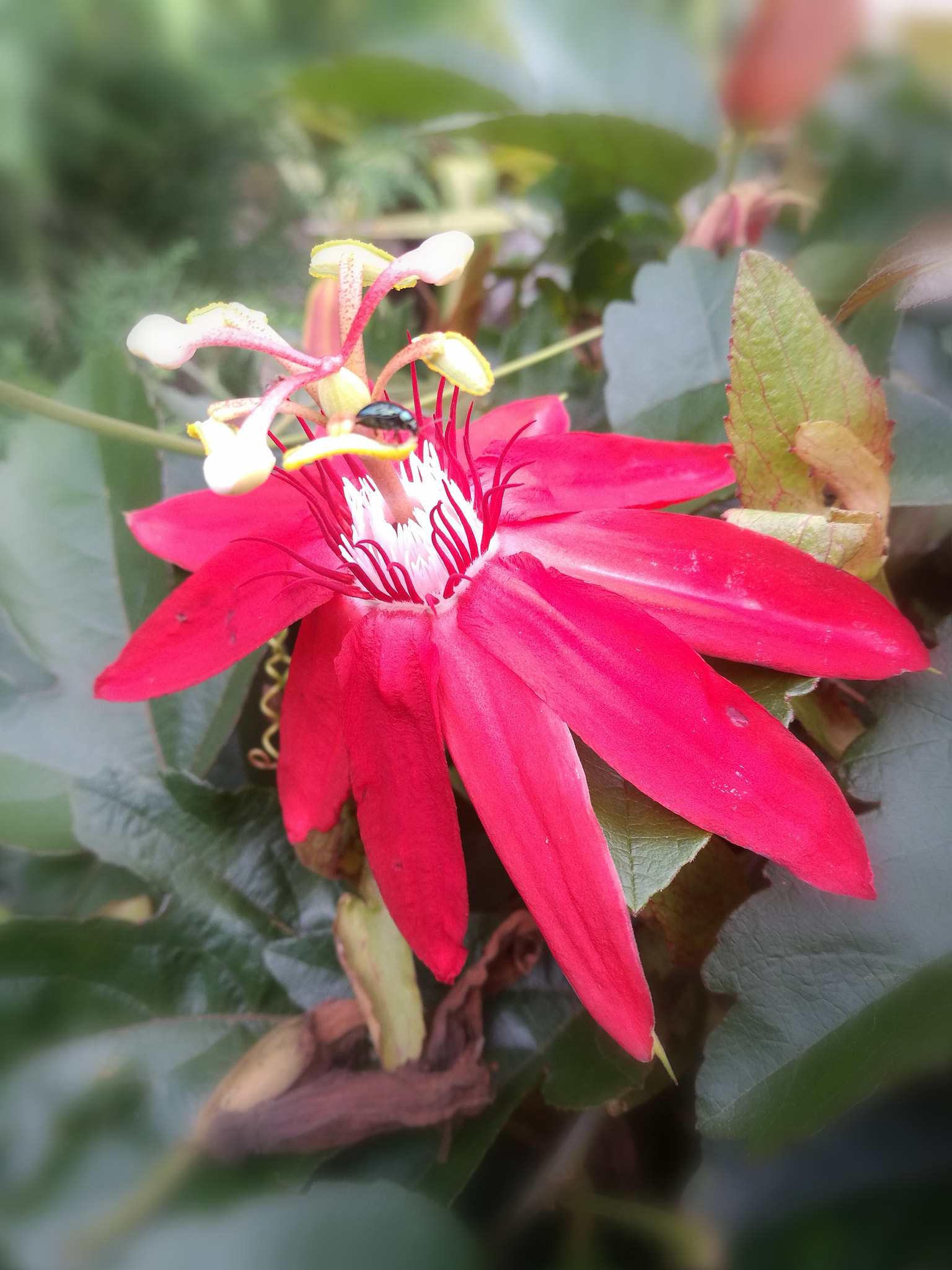 HUAWEI P9 Plus sample photo