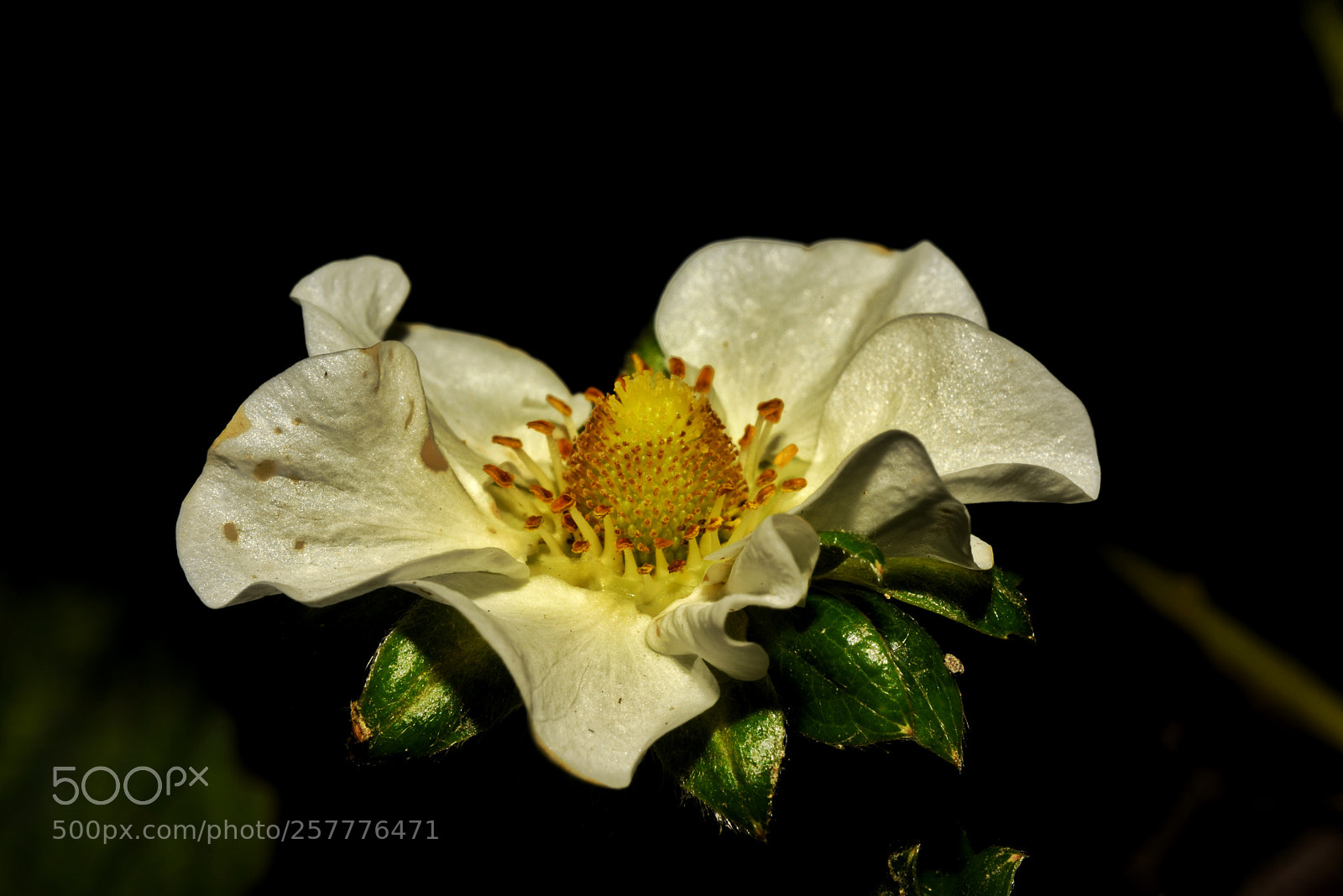 Nikon D810 sample photo. Strawberry flower photography