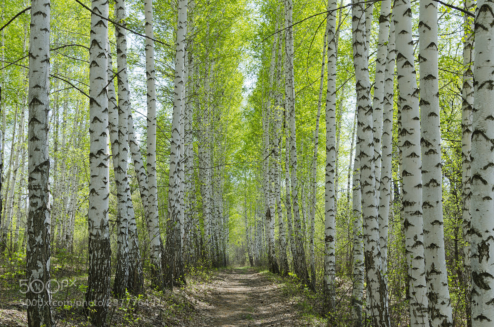 Nikon D5100 sample photo. Весенний лес photography