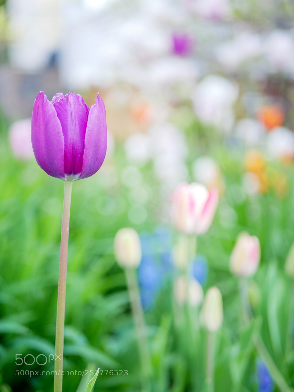 Panasonic Lumix DMC-GX85 (Lumix DMC-GX80 / Lumix DMC-GX7 Mark II) sample photo. Purple tulip photography