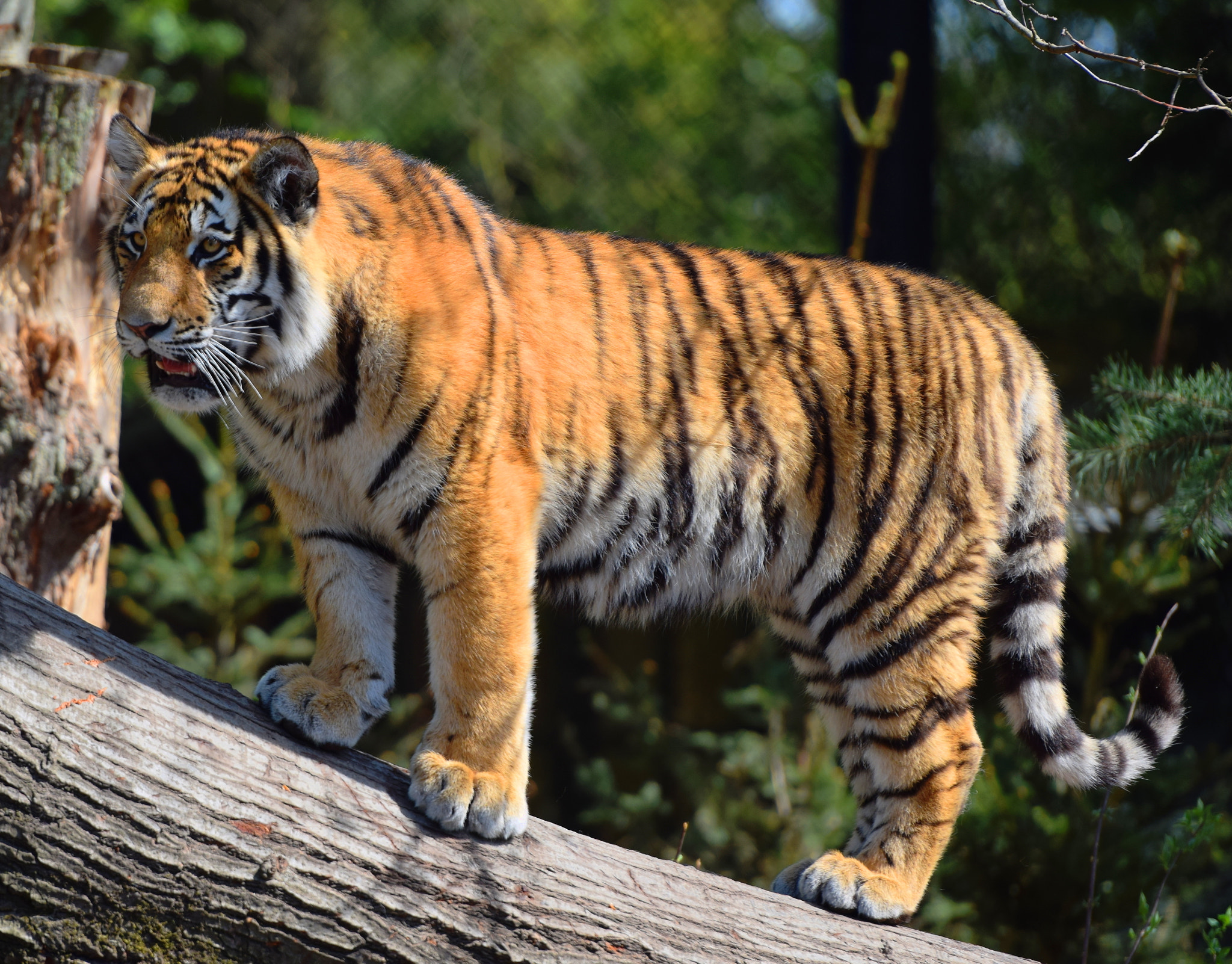 Nikon AF-S Nikkor 70-200mm F2.8G ED VR II sample photo. Tiger cub photography