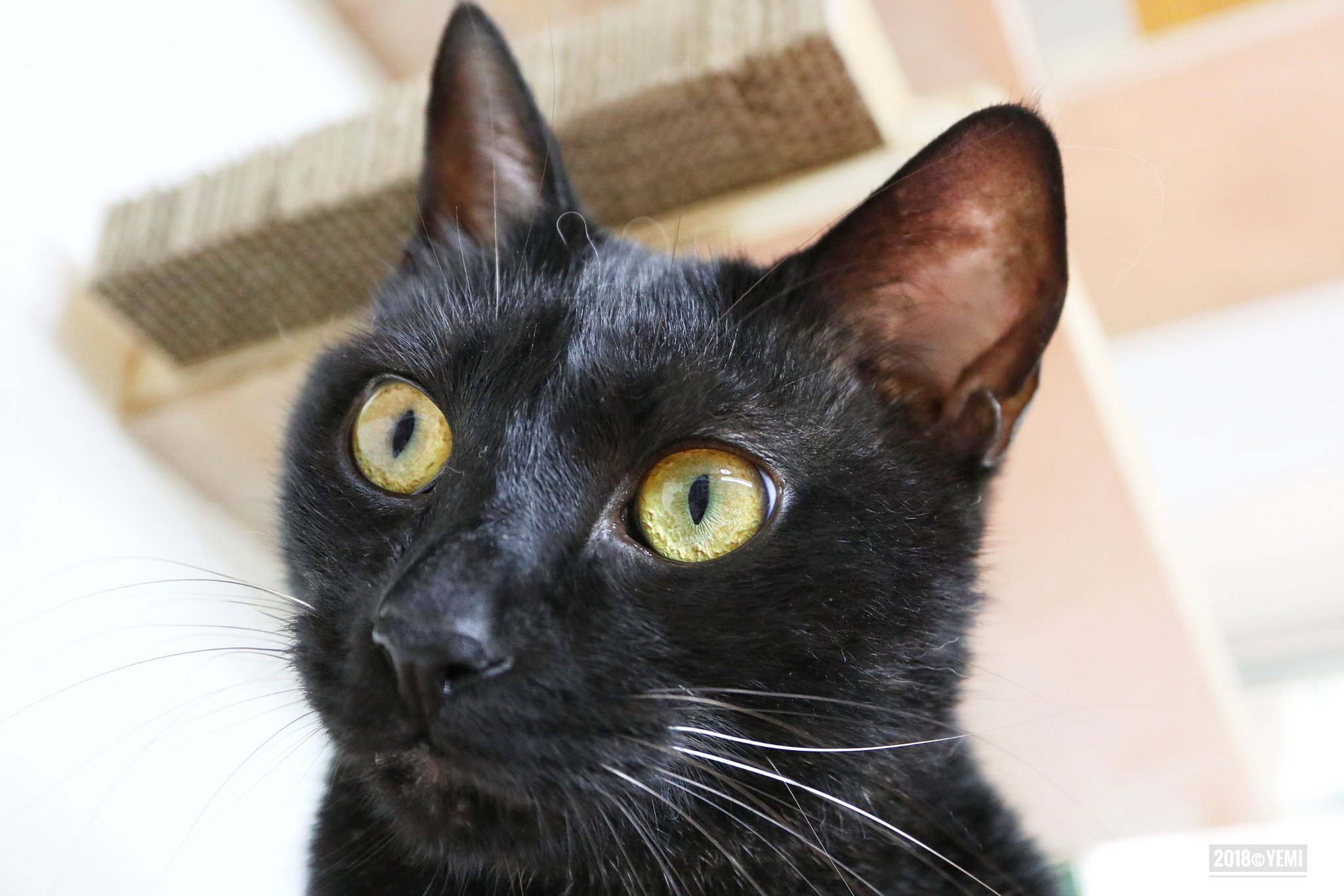 Canon EOS M6 sample photo. Black cat photography